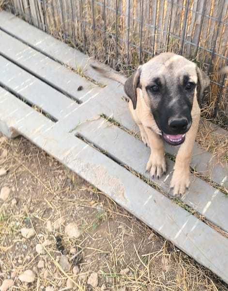 ELLY (Rescate)