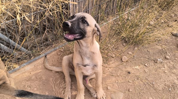 ELLY (Rescate)
