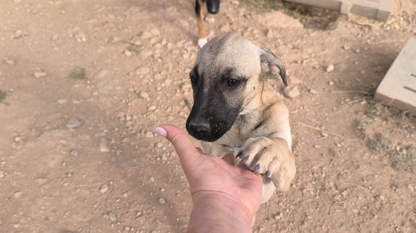 ELLY (Rescate)