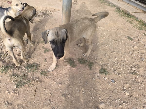 ELLY (Rescate)