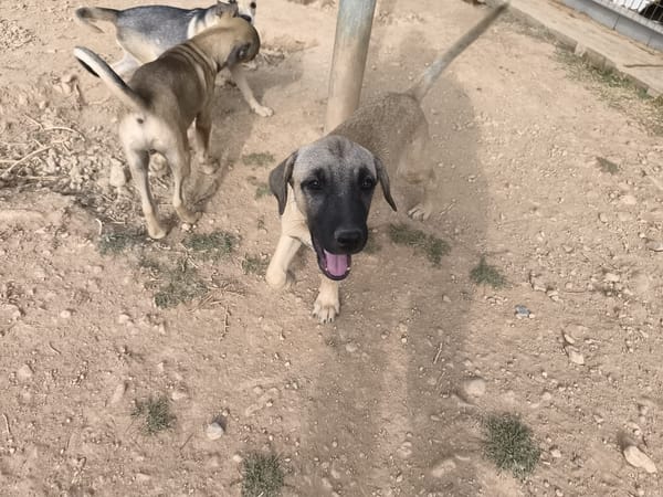 ELLY (Rescate)