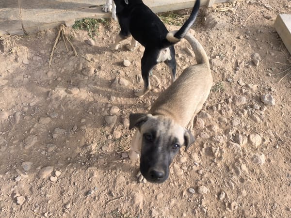 ELLY (Rescate)