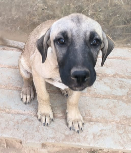 ELLY (Rescate)