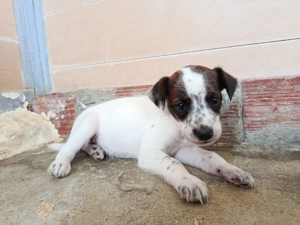 ERIK (union animal)