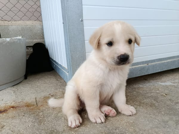 GALLETA (union animal)