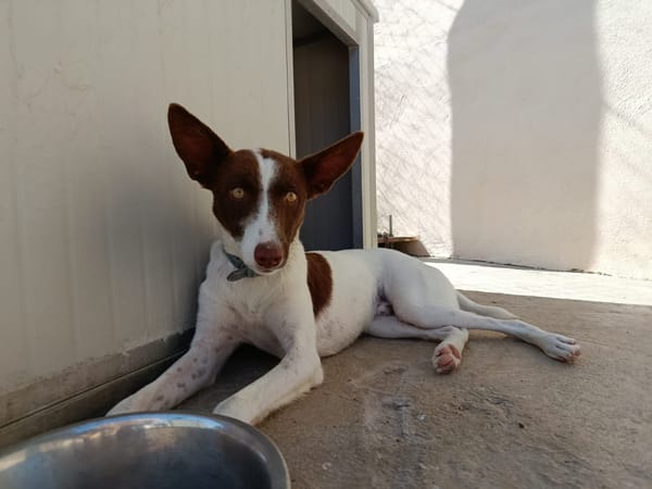 XISCO (union animal)
