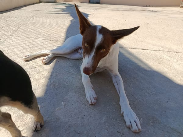 XISCO (union animal)
