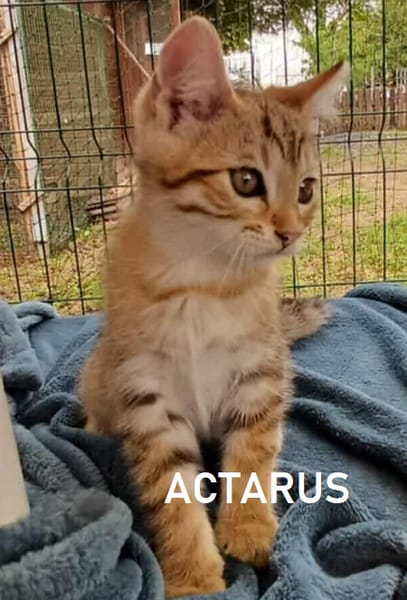 ACTARUS