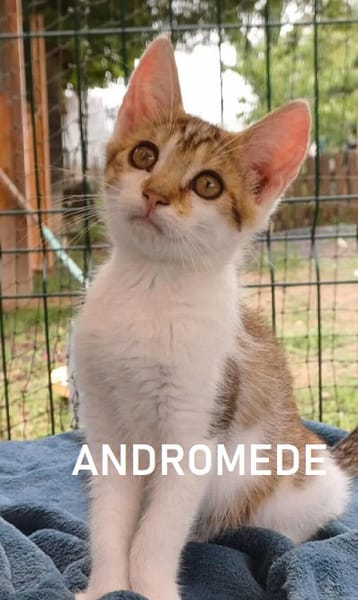ANDROMEDE