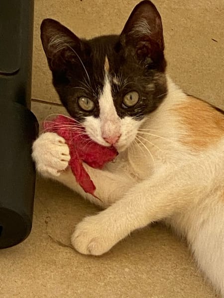 GIGI