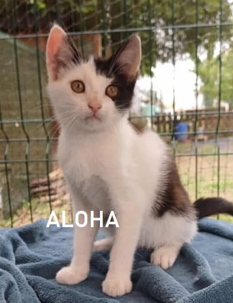 ALOHA
