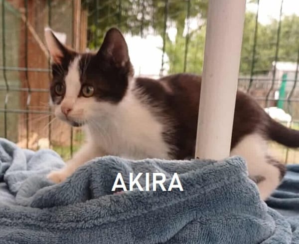 AKIRA