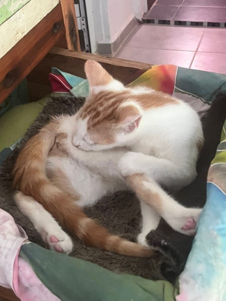 PONYO