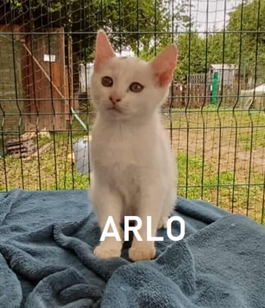 ARLO