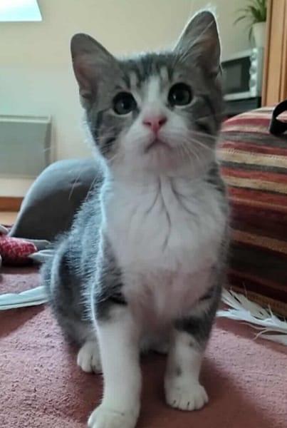 ARYA