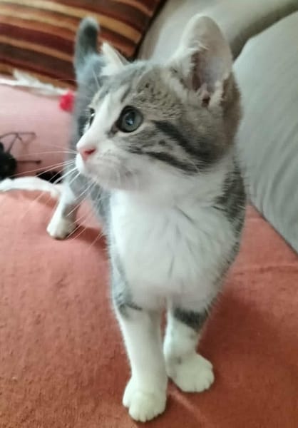 ARYA