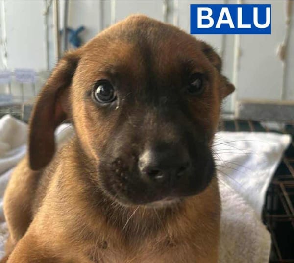 BALU (Maria)