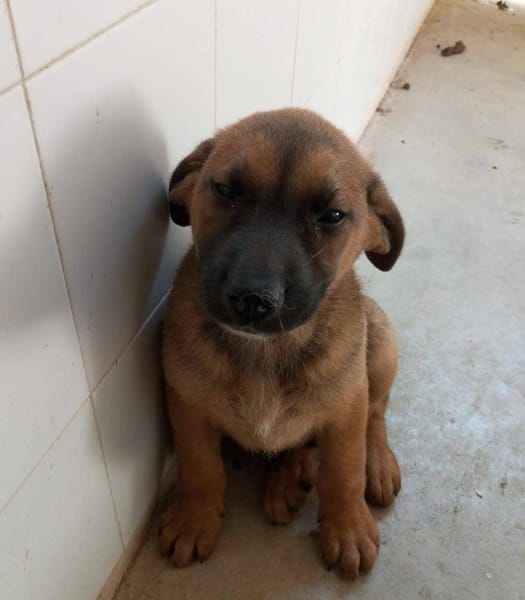 BALU (Maria)