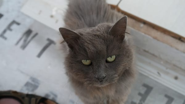 PERLE