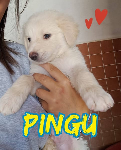PINGU’ maschietto nato a Maggio 2025