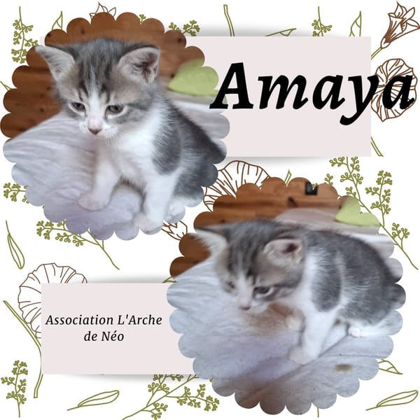 Amaya