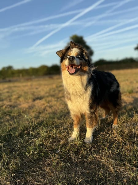 Osko