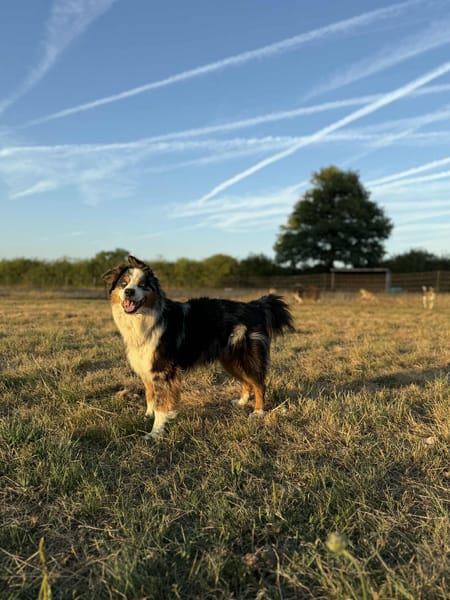 Osko