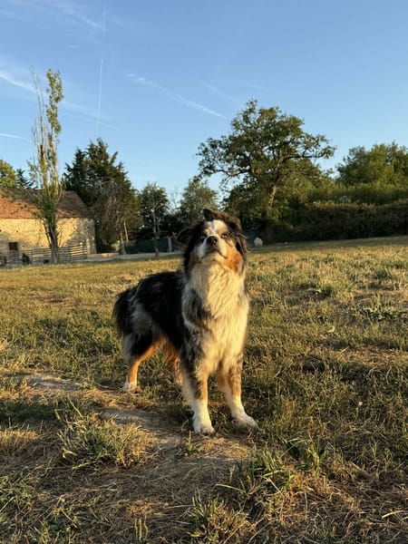 Osko