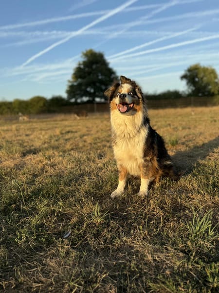 Osko
