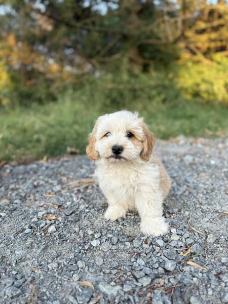 Snoopy