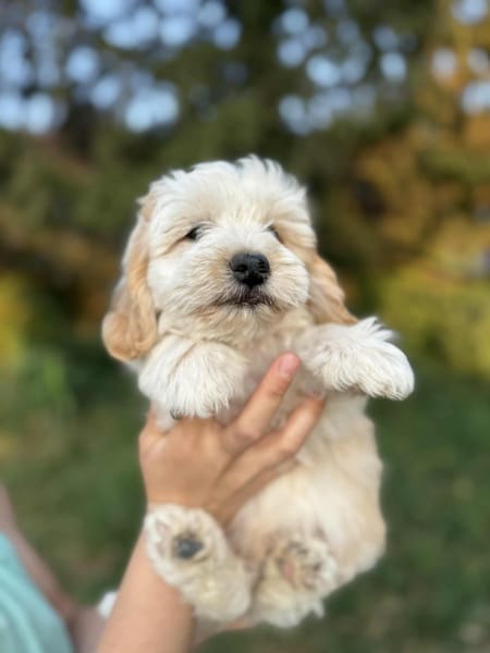 Snoopy