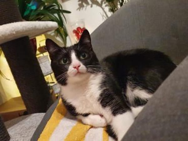 Pepper sucht ein zauberhaftes Heim