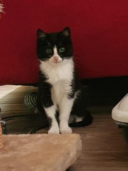 Pepper sucht ein zauberhaftes Heim