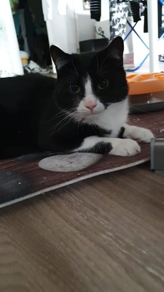 Pepper sucht ein zauberhaftes Heim