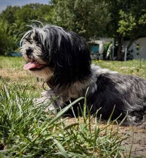 hübsche Hundedame SENJA...