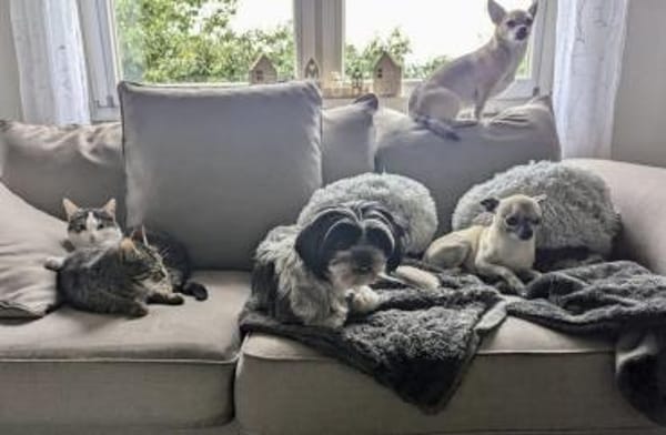 hübsche Hundedame SENJA...
