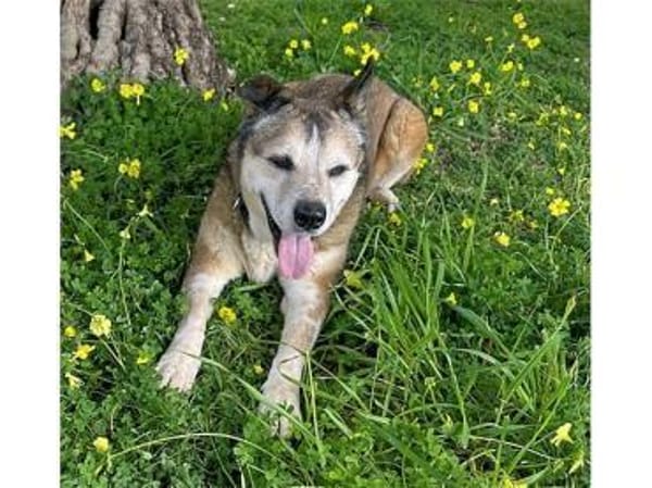 Menschenbezogene Rua sucht Zuhause