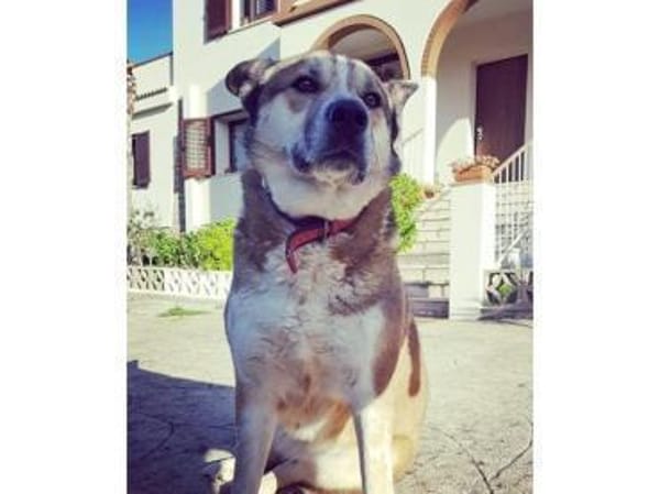 Menschenbezogene Rua sucht Zuhause