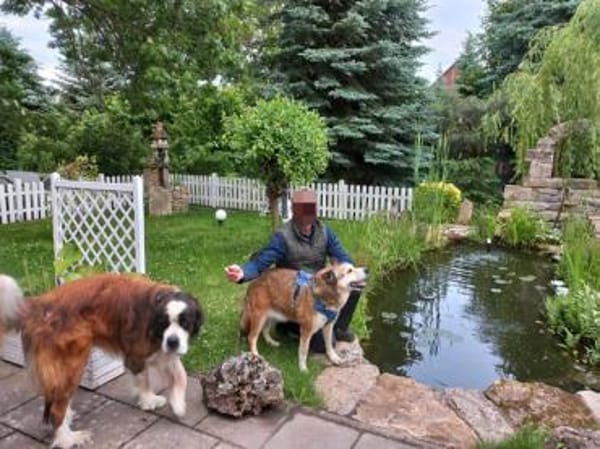 Menschenbezogene Rua sucht Zuhause