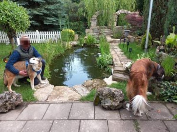 Menschenbezogene Rua sucht Zuhause