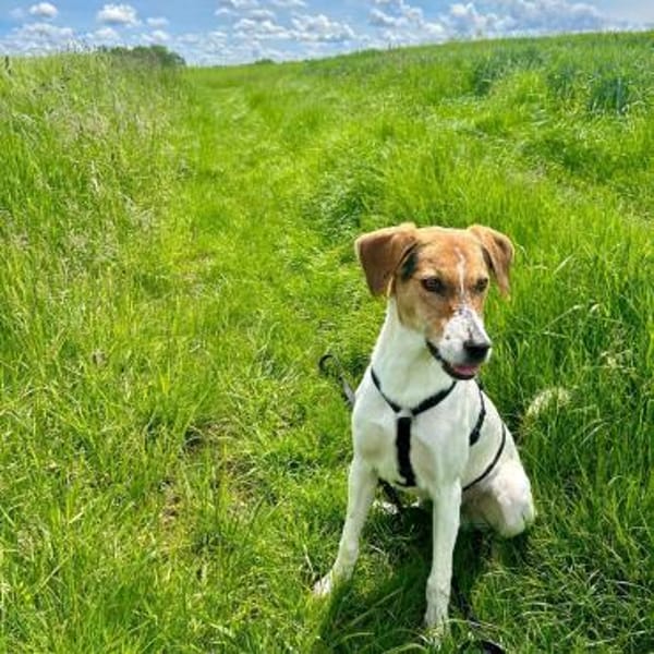 🌟 Cody - junger Bub mit viel Potential