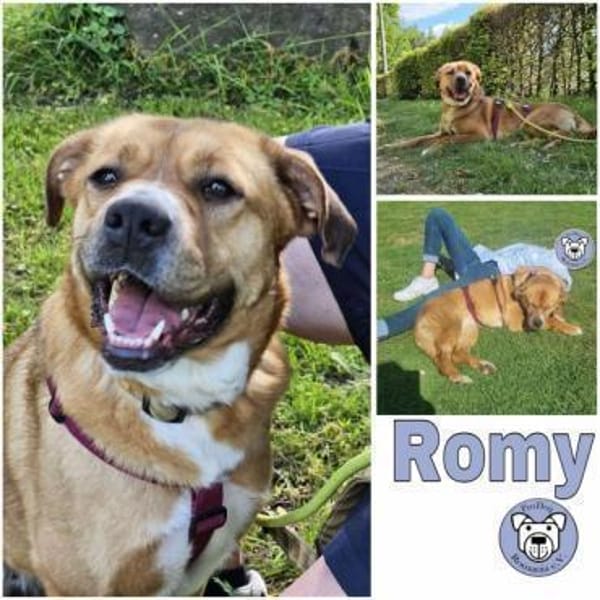 ROMY -anhänglich, ruhig & schlau-