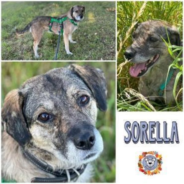 SORELLA * zauberhafte Hundedame