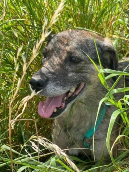 SORELLA * zauberhafte Hundedame