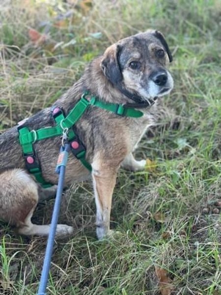 SORELLA * zauberhafte Hundedame