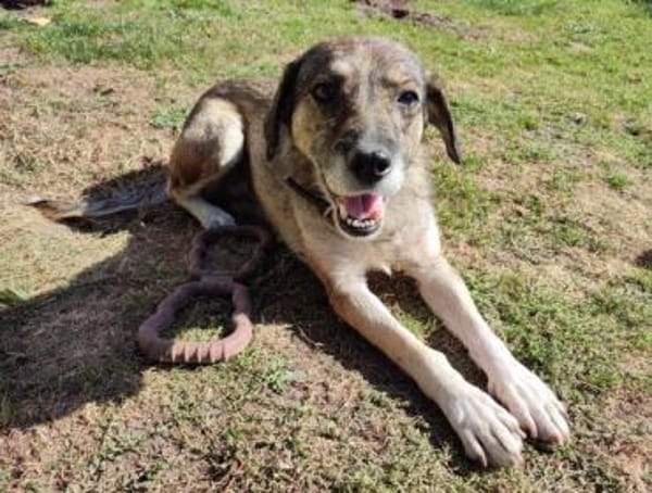 SORELLA * zauberhafte Hundedame