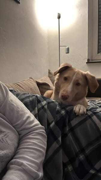‼CREAM in 41236 Mönchengladbach 🆘