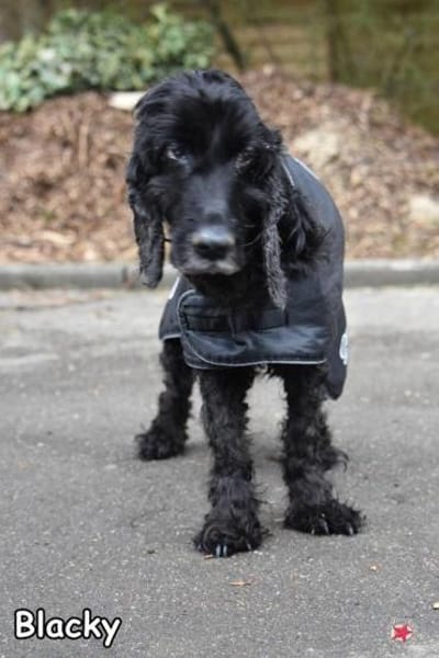 BLACKY