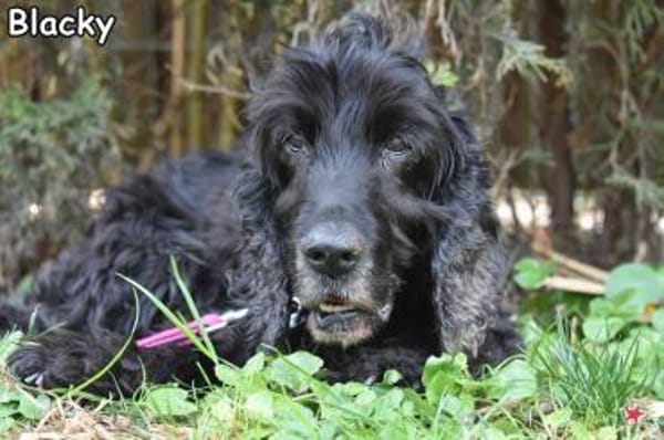 BLACKY