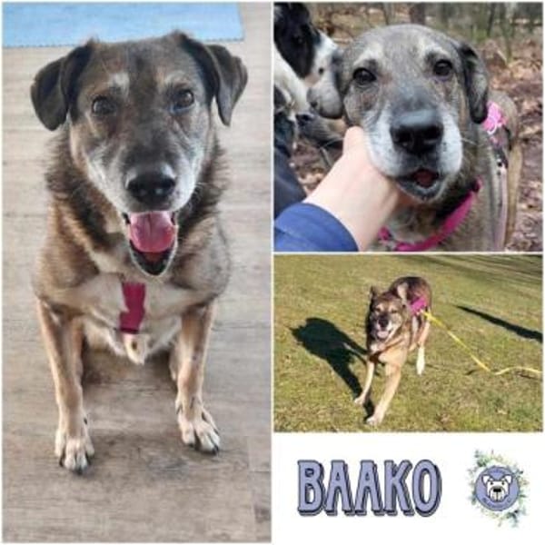 BAAKO * lieber Senior, genügsam